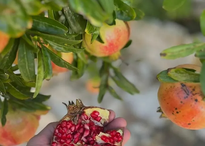 Prázdninový dům House Radojka