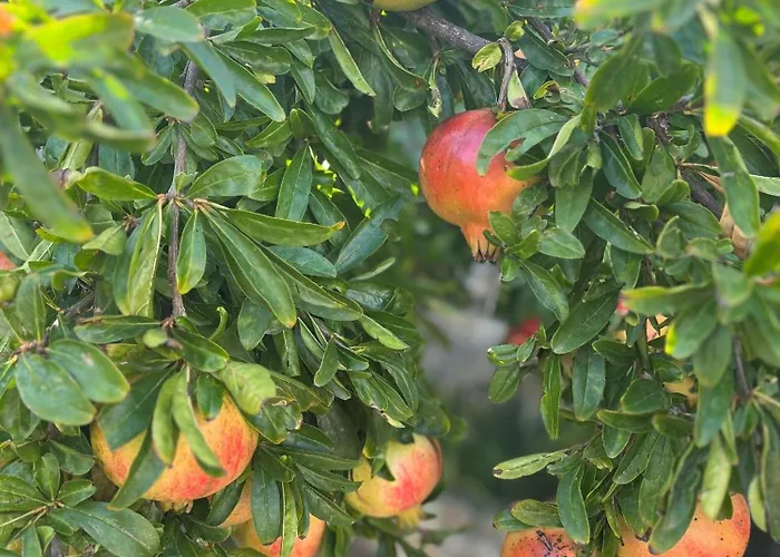 House Radojka Holiday home